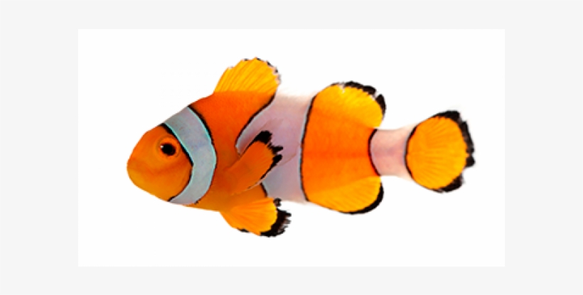 Peixe Em Fundo Branco, transparent png download