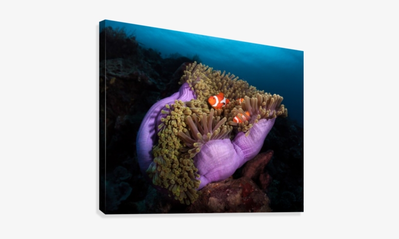 Clown Fish With Magnificent Anemone Canvas Print - Trademark Art 'clown Fish With Magnificent Anemone', transparent png download
