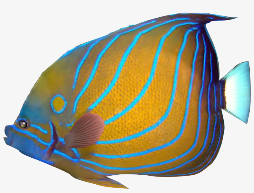 Exotic Fish Cliparts Free Download Clip Art Free Clip - Tropical Fish No Background, transparent png download