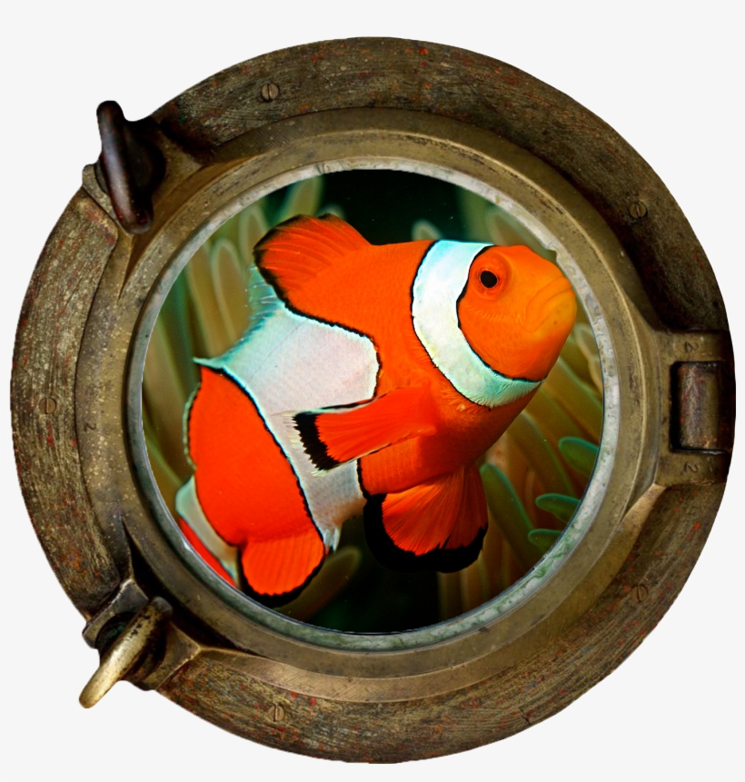 Clownfish Marine Section Png - Finding Dory Wall Art Sticker 3d Porthole View Undersea, transparent png download