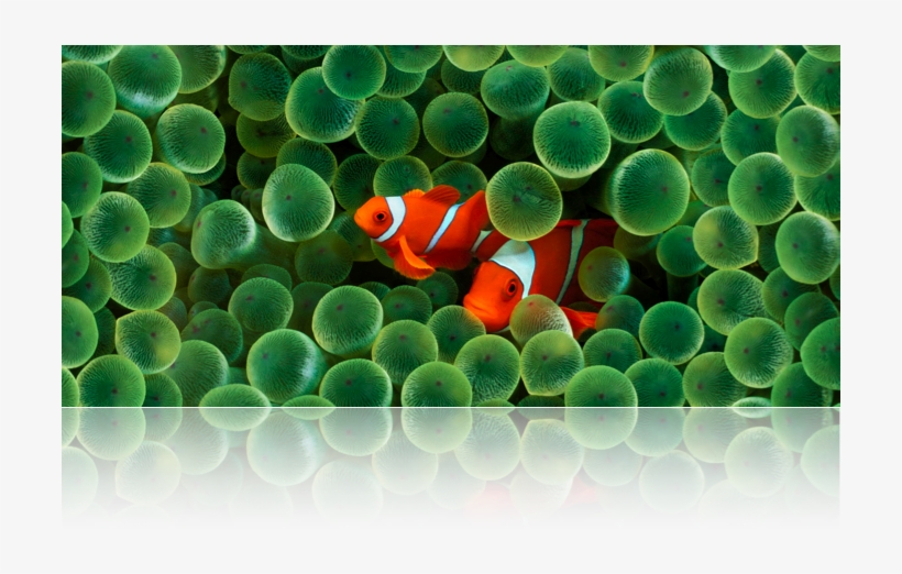 Underwater Scene Of Clownfish And Anemone - Clown Fish, transparent png download