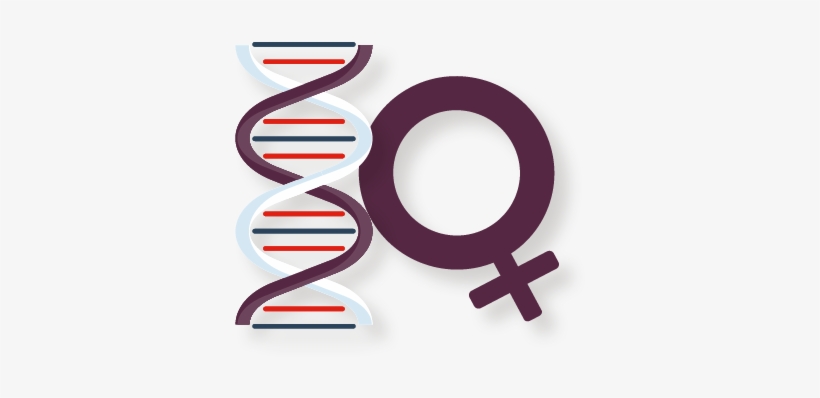 Pregnancy Test, transparent png download