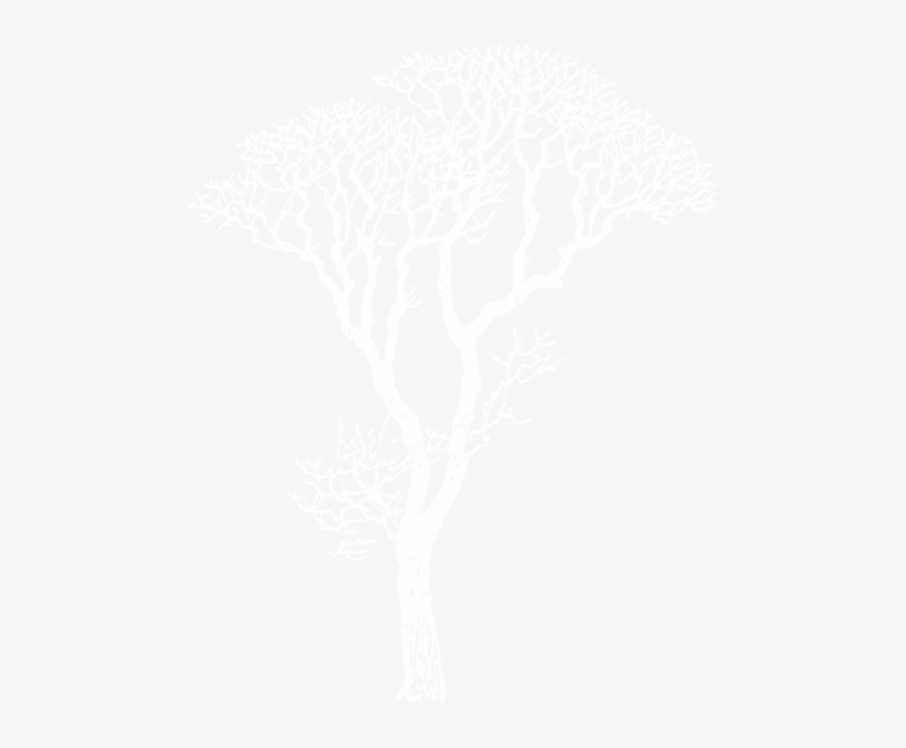 White Outline Of A Tree, transparent png download