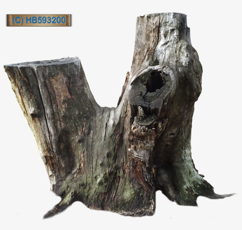 Tree Stump - Old Tree Stump Png, transparent png download