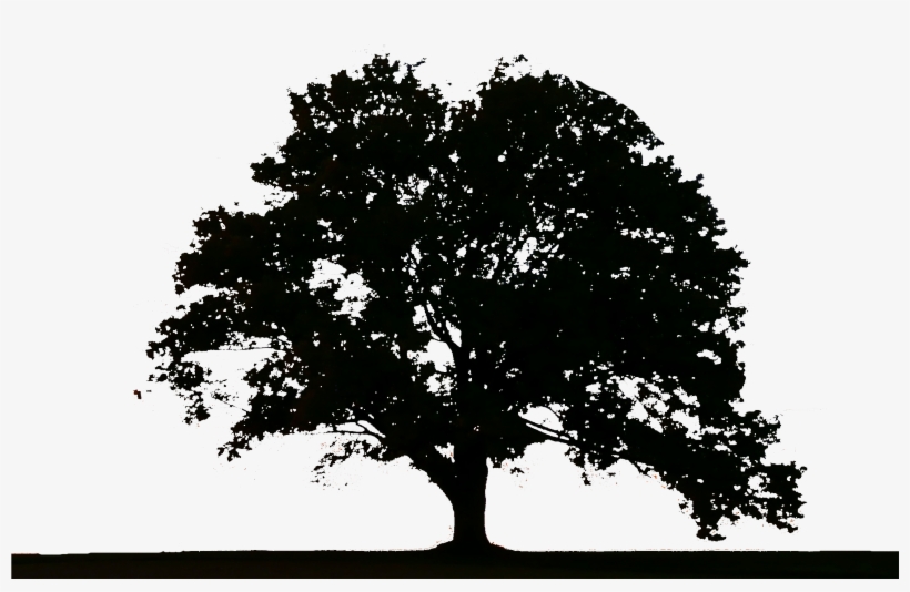 Tree Logos Free - Tree Logo Png, transparent png download