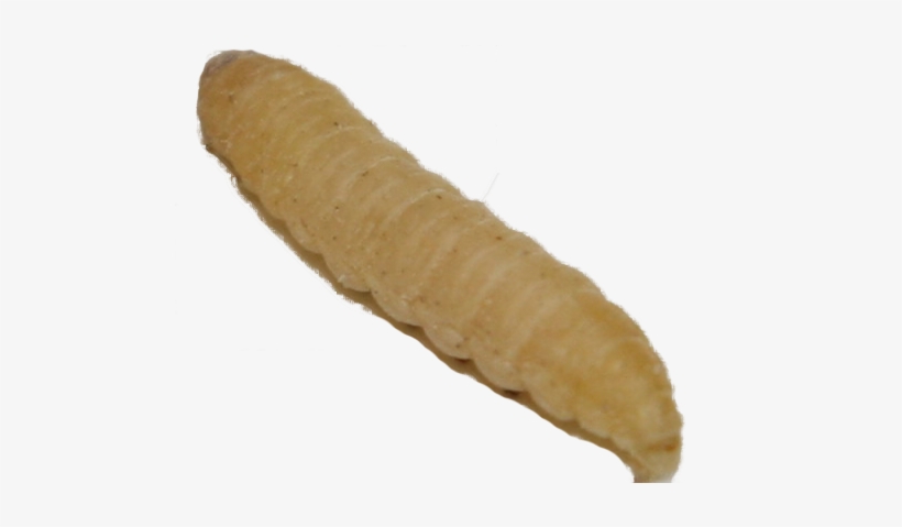 Worm Facts - Wax Worms Png, transparent png download