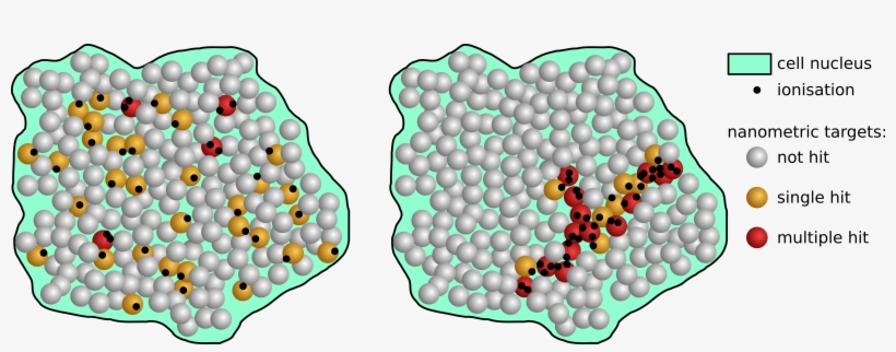 In Result, The Probability Of Cell Survival Depends - Illustration, transparent png download