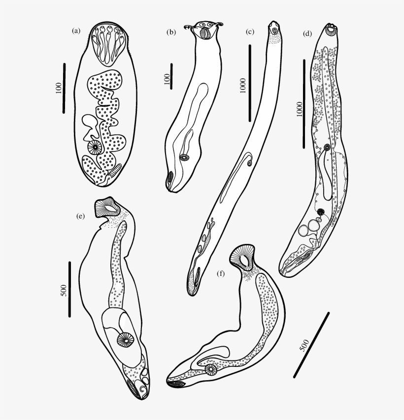 Excysted Metacercariae From Lagoon-flat Fishes Of Palmyra - Rhipidocotyle, transparent png download