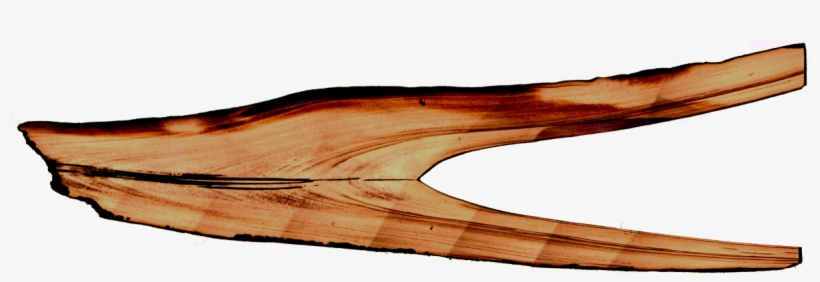 Polished Cross Section Of A Posterior Marginal Scute - Cross Section, transparent png download