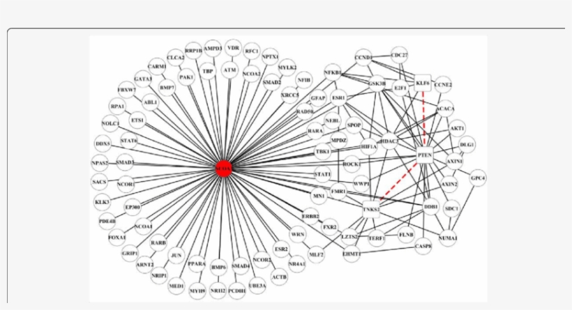 Network Visualization Of Mirscoppi Sub-network Formed - Common Fig, transparent png download