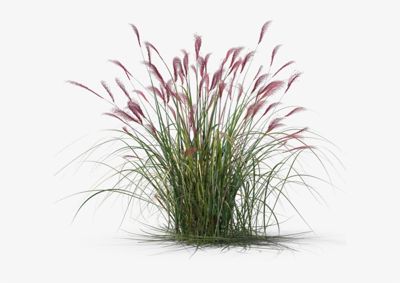 Miscanthus Sacchariflorus, transparent png download
