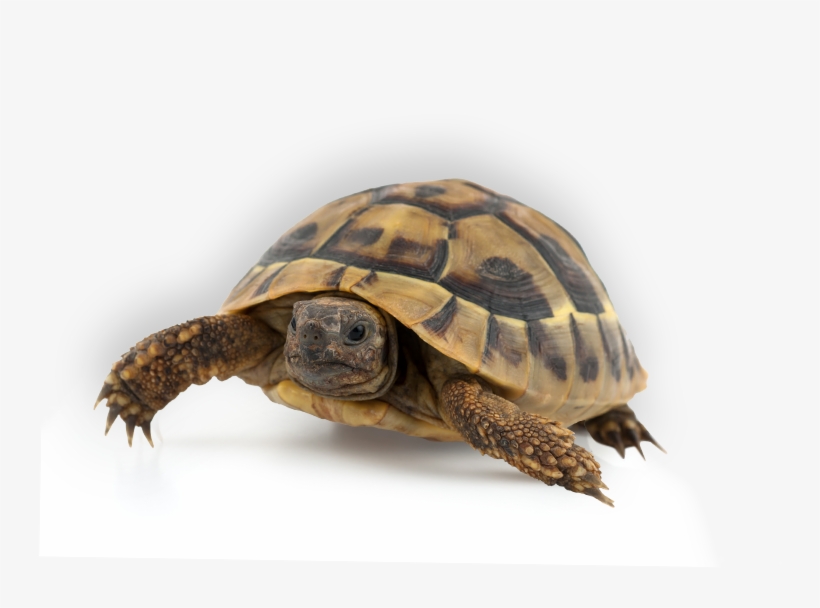 Turtle - Maar Kom Wel Terug! - Set 6 Ex - Toon Tellegen (paperback), transparent png download