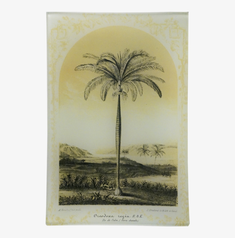 Attalea Speciosa, transparent png download