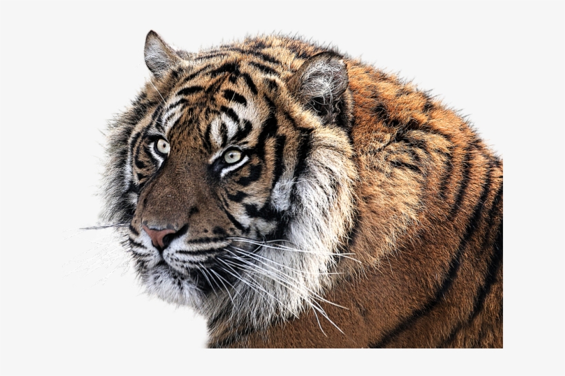 Tigres Clipart Indian Tiger - 2010 년 호랑이 띠, transparent png download