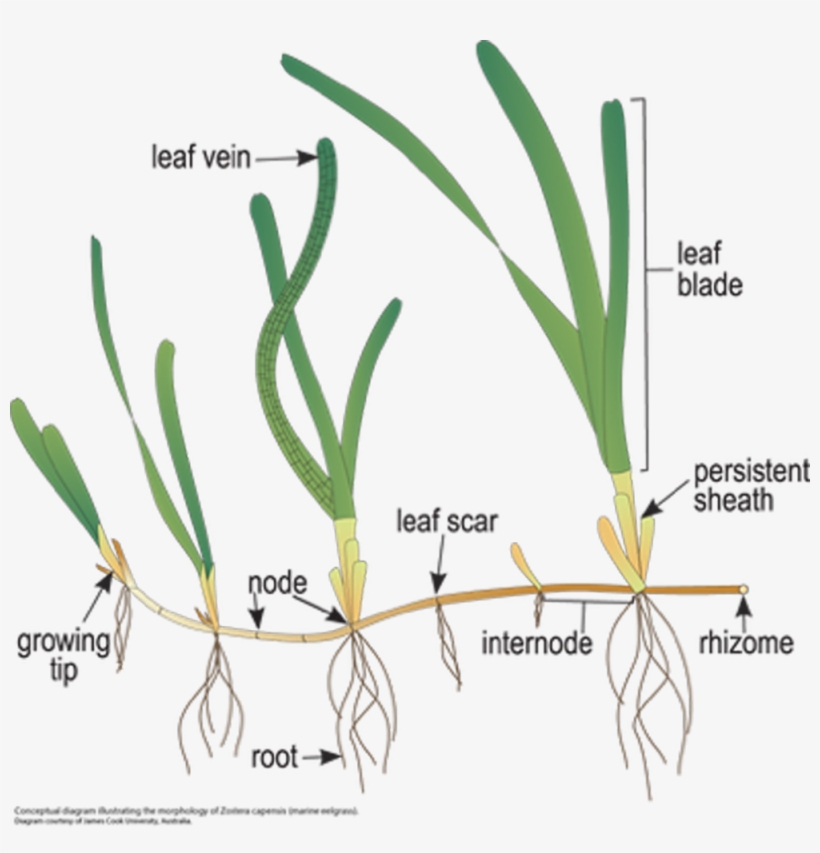 Detailed Illustration Of Posidonia Australis Source - Zostera Diagram, transparent png download