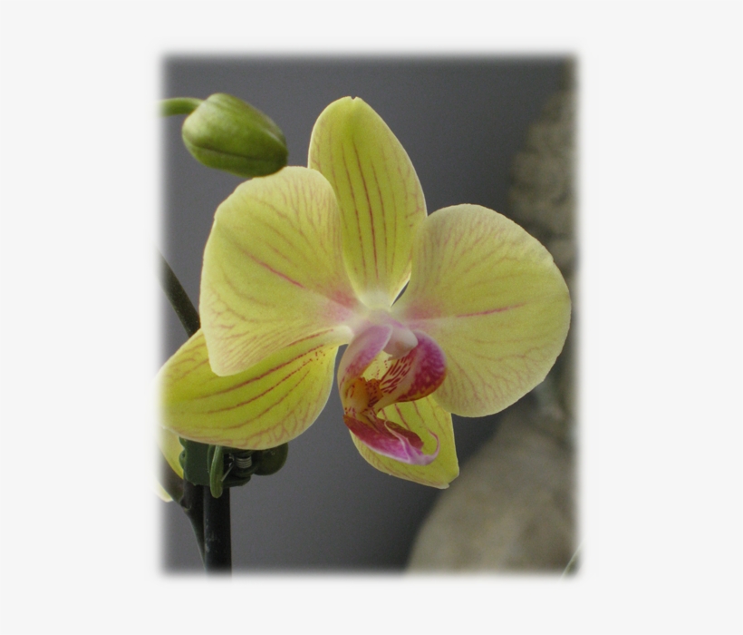 Please Enter The Code Shown Above And Click Submit - Moth Orchid, transparent png download
