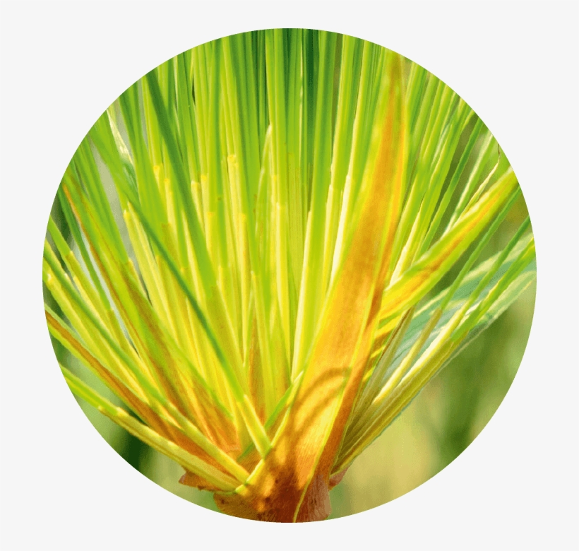 Papyrus Stem Cells - Stem Cell, transparent png download