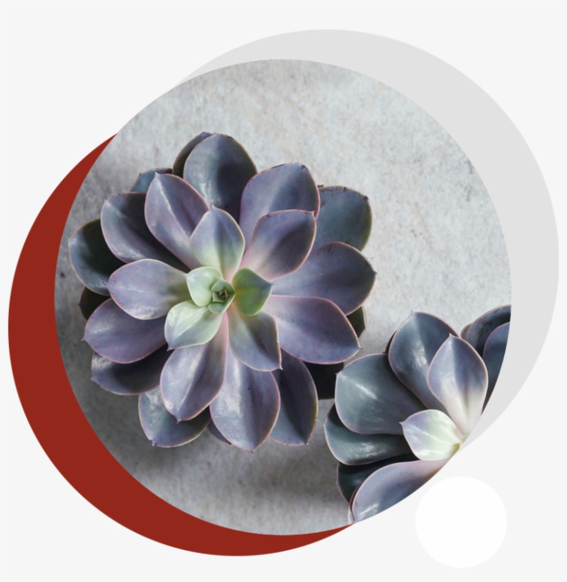 Succulentone - Succulent Plant, transparent png download