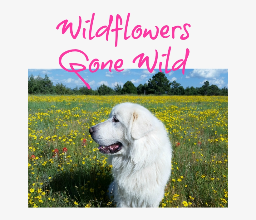 Wildflowers - Great Pyrenees, transparent png download