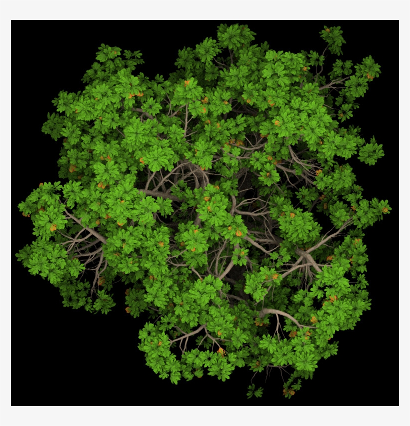 This - Tree, transparent png download