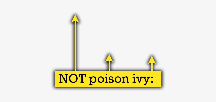 Those Very Square Edged Shovel-shaped Leaves Are Not - Poison Ivy Big Leaves, transparent png download