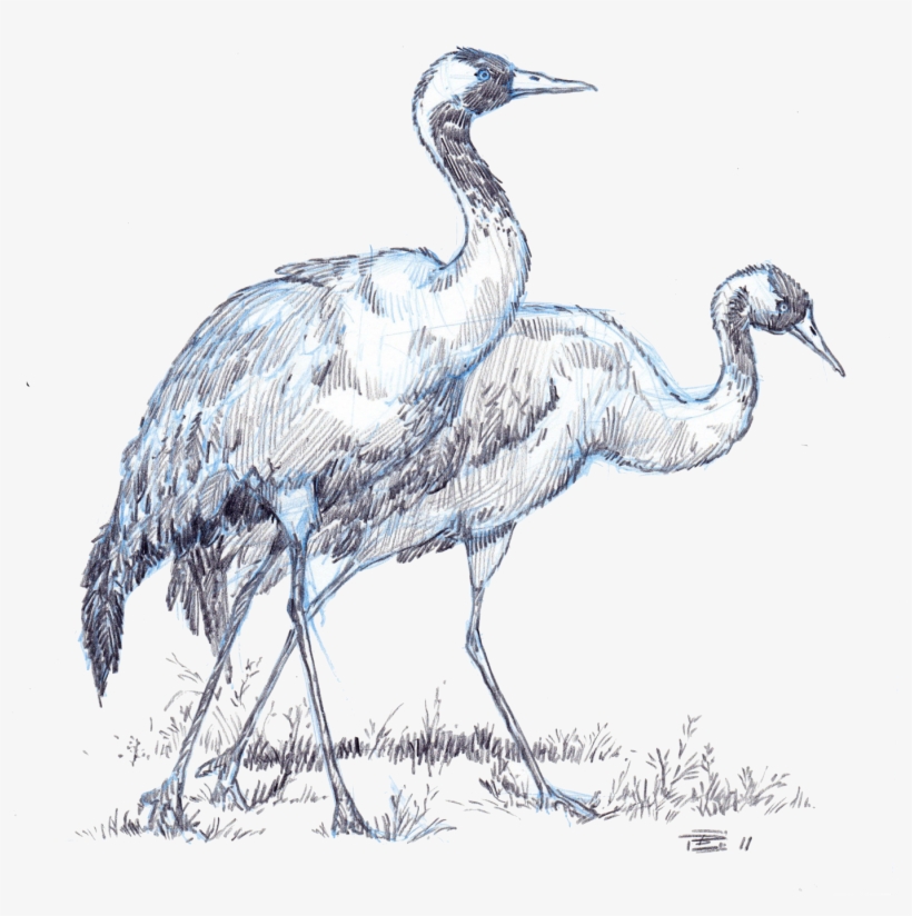 These North American Birds Enjoy Breeding In Fresh - Crane, transparent png download