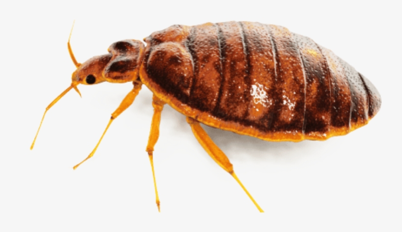 Bed Bug Png Free Download - Bed Bug Images Png, transparent png download