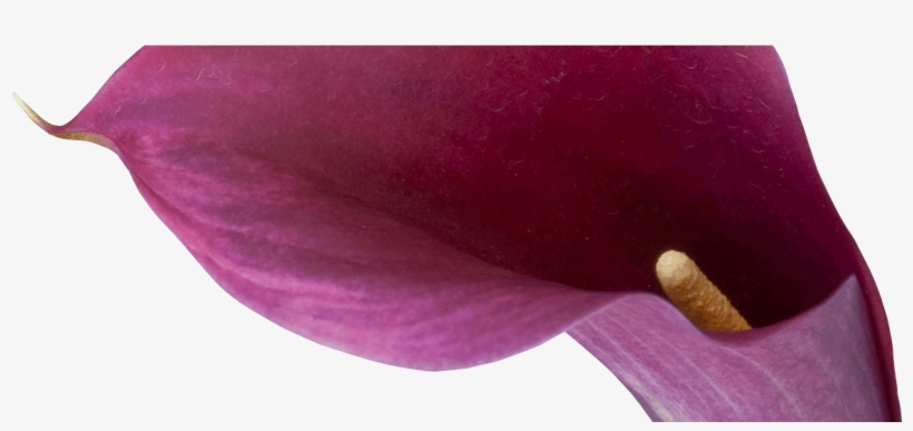 Dreisbach Wholesale Florists, transparent png download