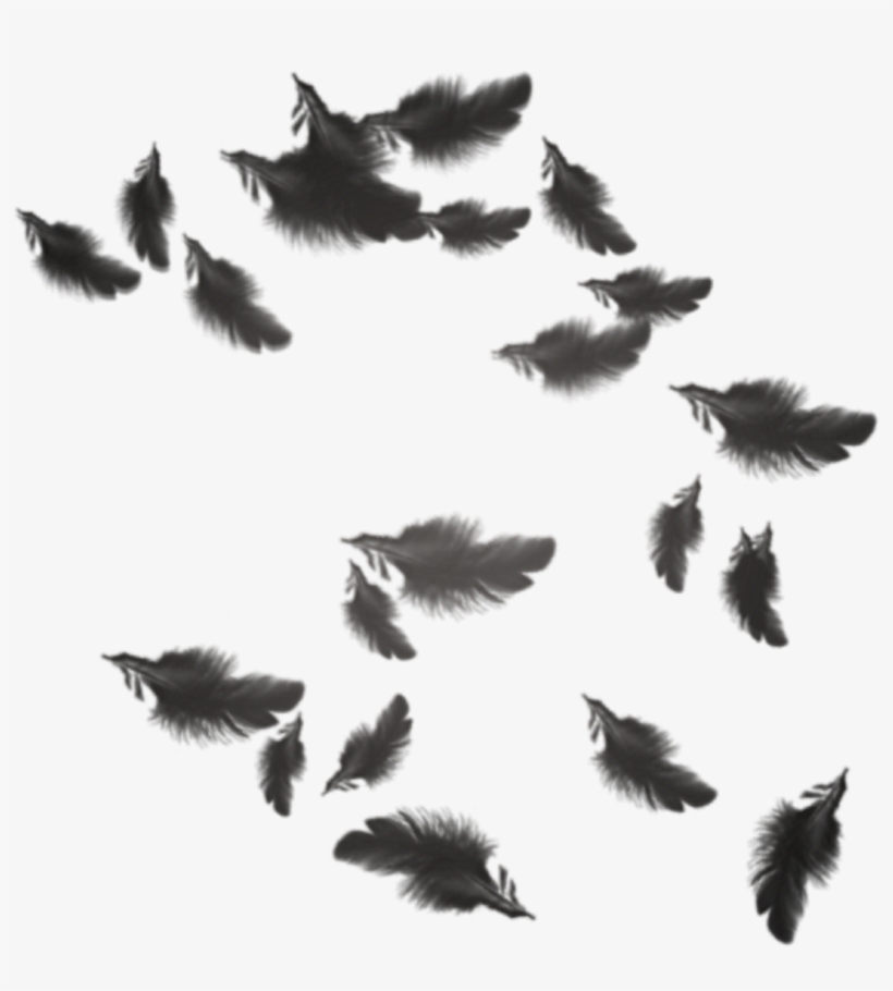 Plumas Negras Png - Feathes Black Png, transparent png download