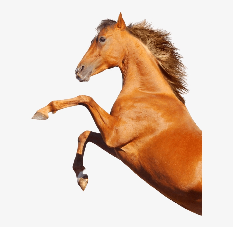 Horse, transparent png download
