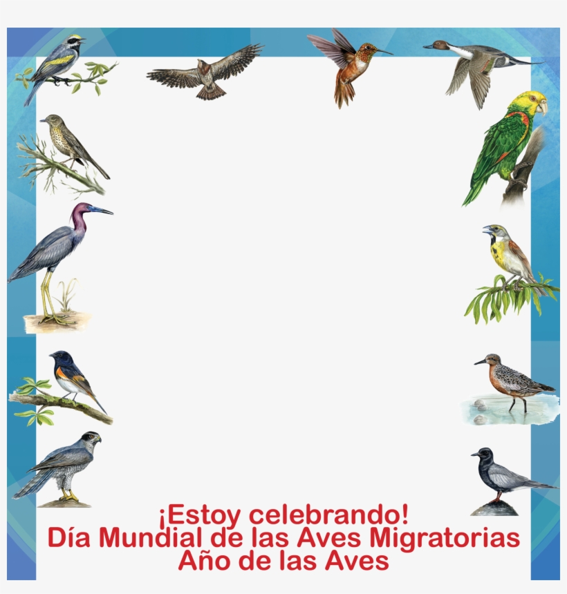 0228 Spa-a Facebook Frame - Seabird, transparent png download