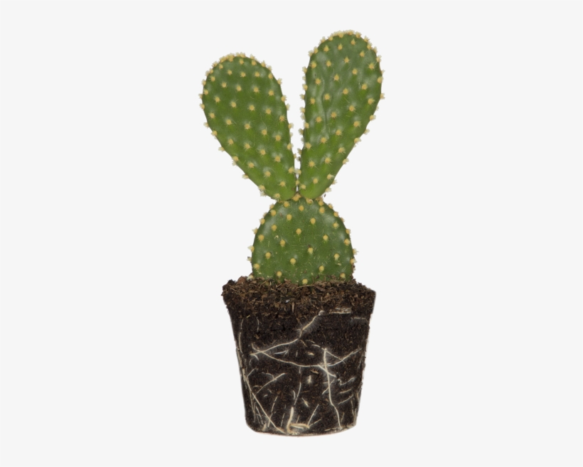 Bunny Ears Cactus, transparent png download