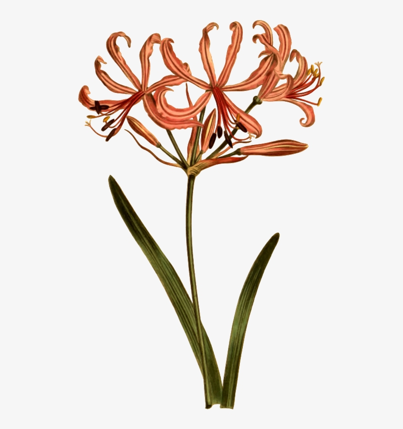 Svg Royalty Free Download Amaryllis Drawing Halloween - Botanical Illustration, transparent png download