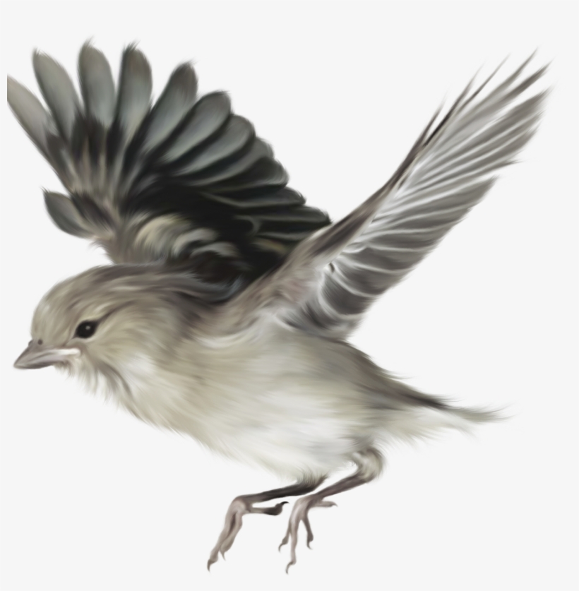 Aves Png - 2/4 - Taringa - Darwin's Origin Of Species: A Biography [book], transparent png download