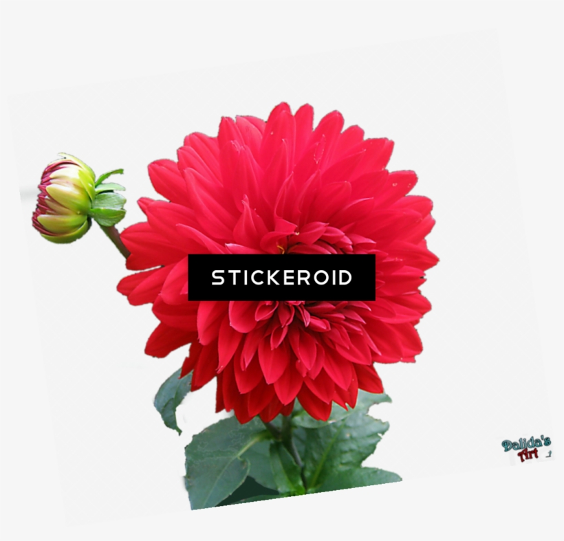 Gold Flower Frame Border Frames - English Turkish Bible No5, transparent png download