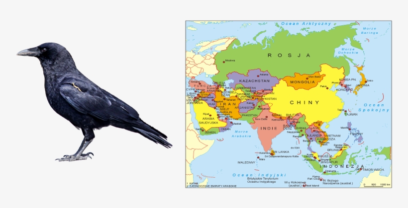206kib, 782x412, Guess - American Crow, transparent png download