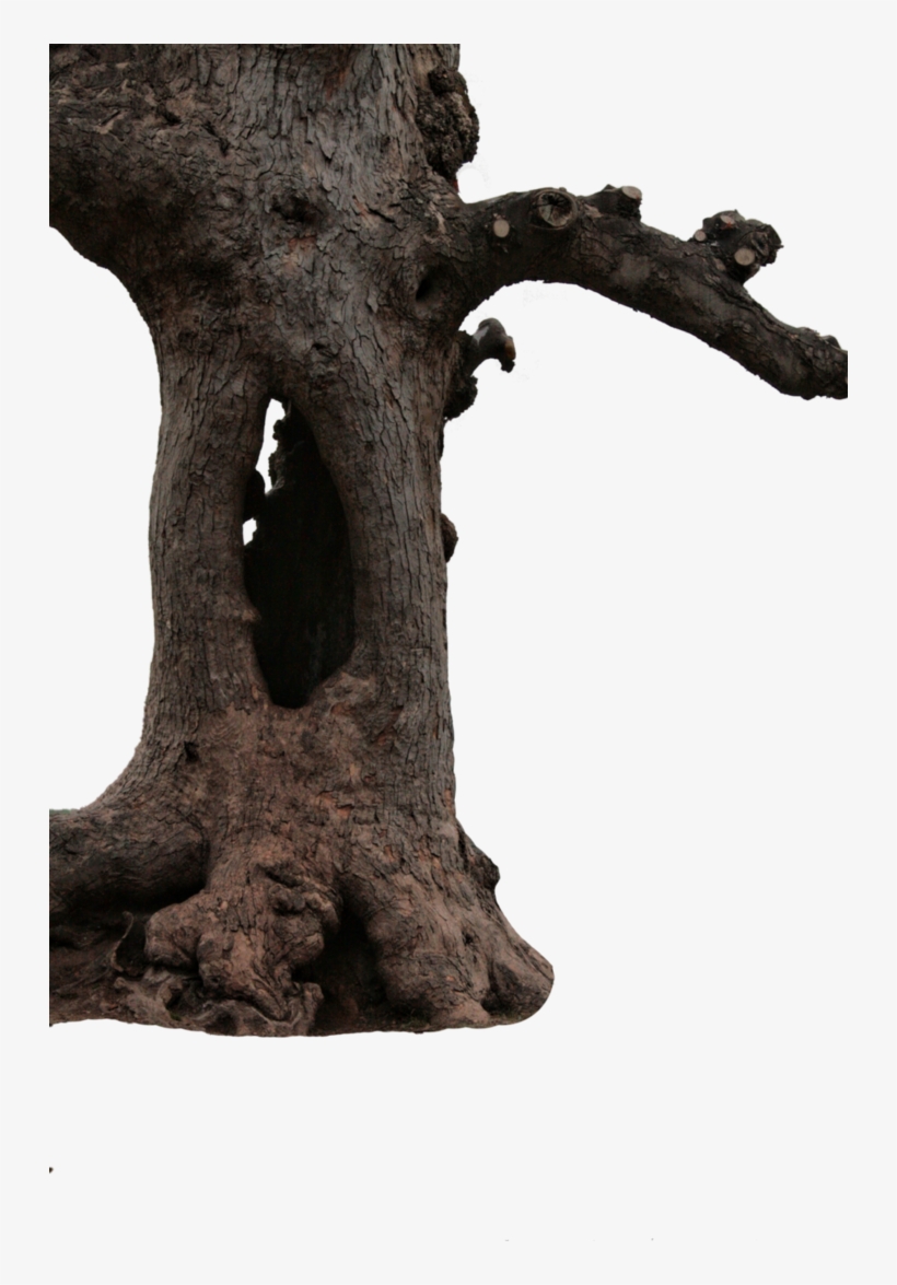Hollow Trunk By Camelfobia - Trunk, transparent png download