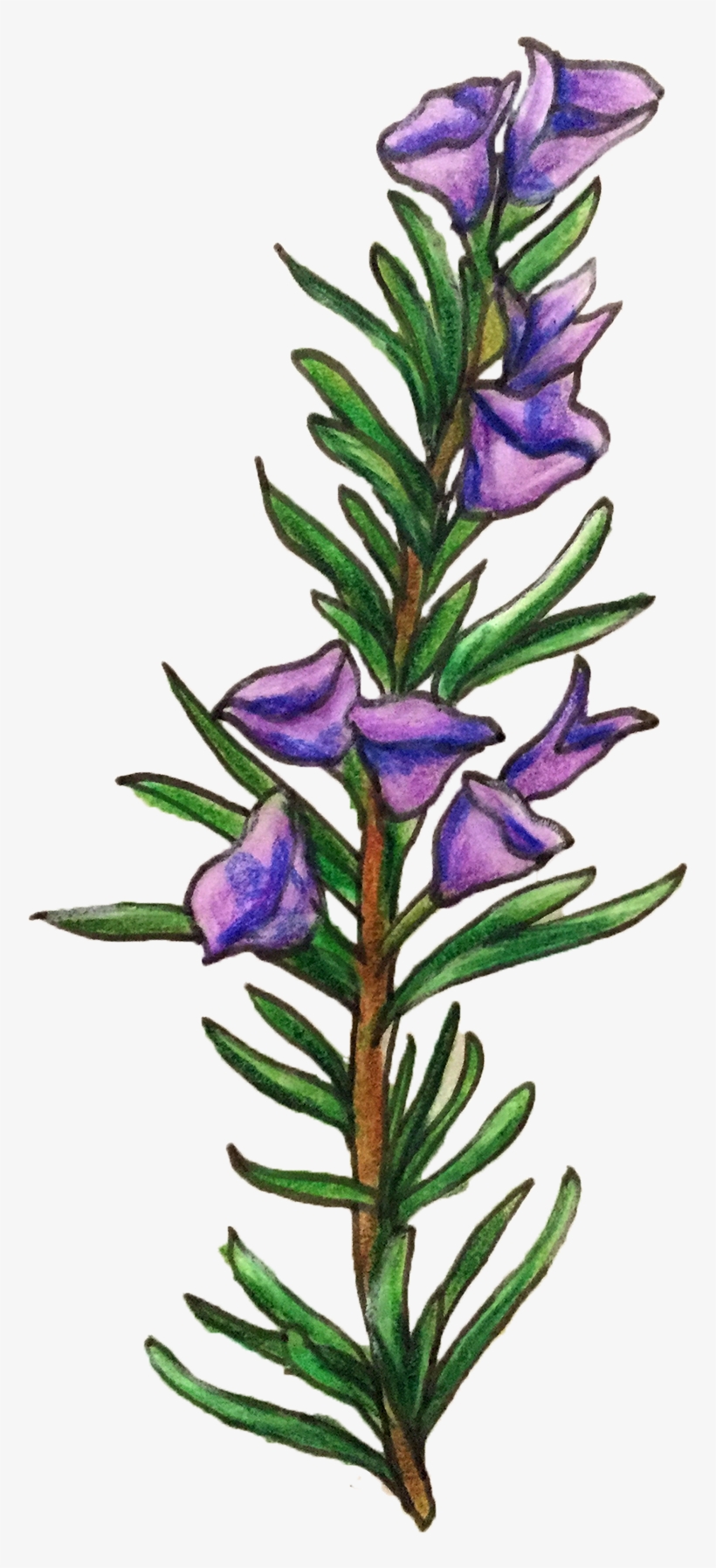 Our Rosemary Extract Is A Powerful Antioxidant That - Lavandula Lanata, transparent png download