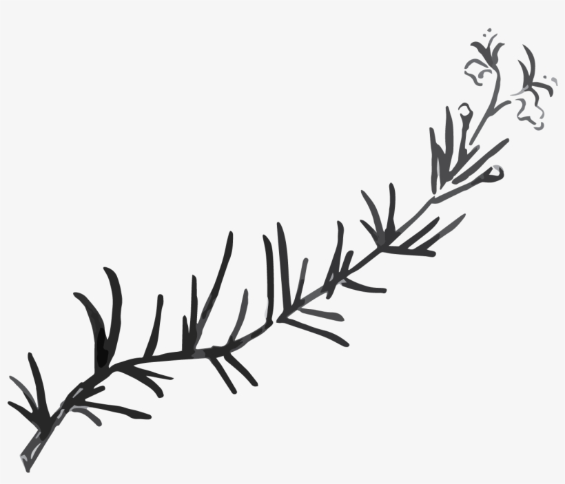 June - Rosemary - Calligraphy, transparent png download