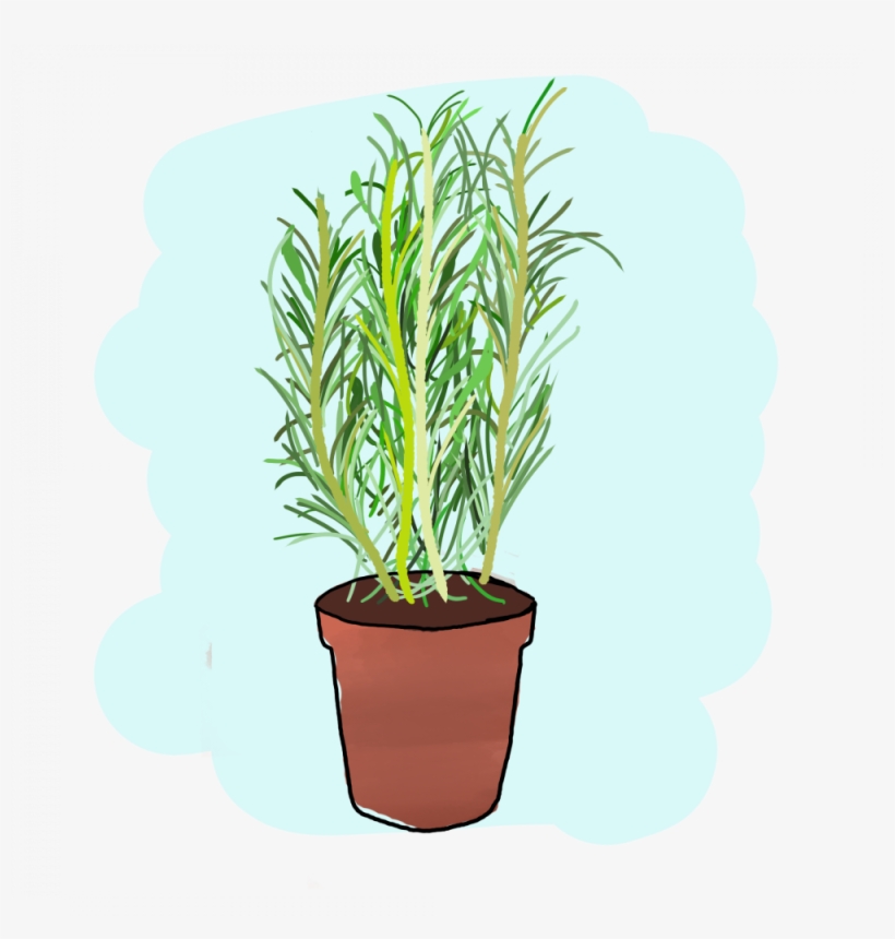 Houseplant, transparent png download