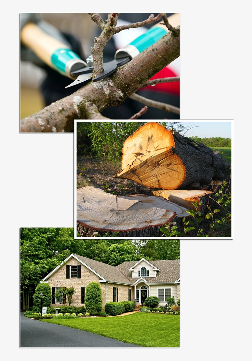 Tree Removal & Stump Grinding - South Carolina, transparent png download