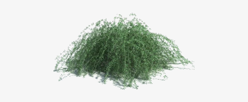 Trailing Rosemary - Moon Valley Nursery Backyard Builder, transparent png download