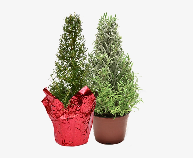 Rosemary Lavender Trees - Flowerpot, transparent png download