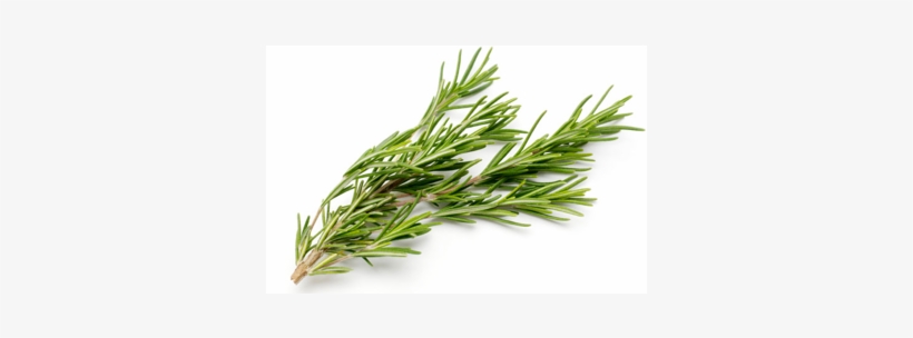Rosemary-1 - Used Calily Life Organic Hair Growth And Anti Hair, transparent png download