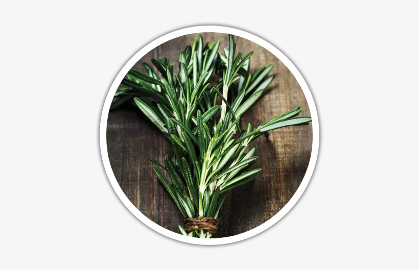 Rosemary Plant Png Download - Young Living, transparent png download