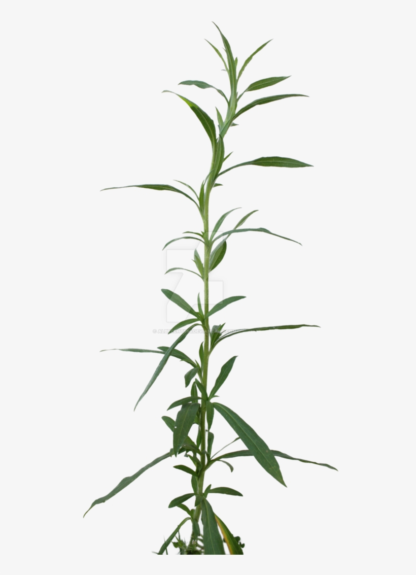 Png Weed Cut Out - Dendrobium, transparent png download