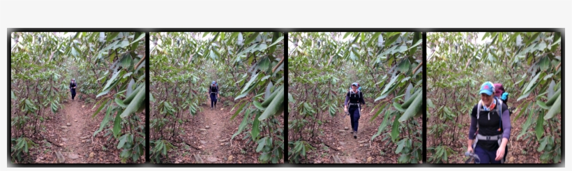 Someone Said To Us Once That They Were Shocked We Don't - Old-growth Forest, transparent png download