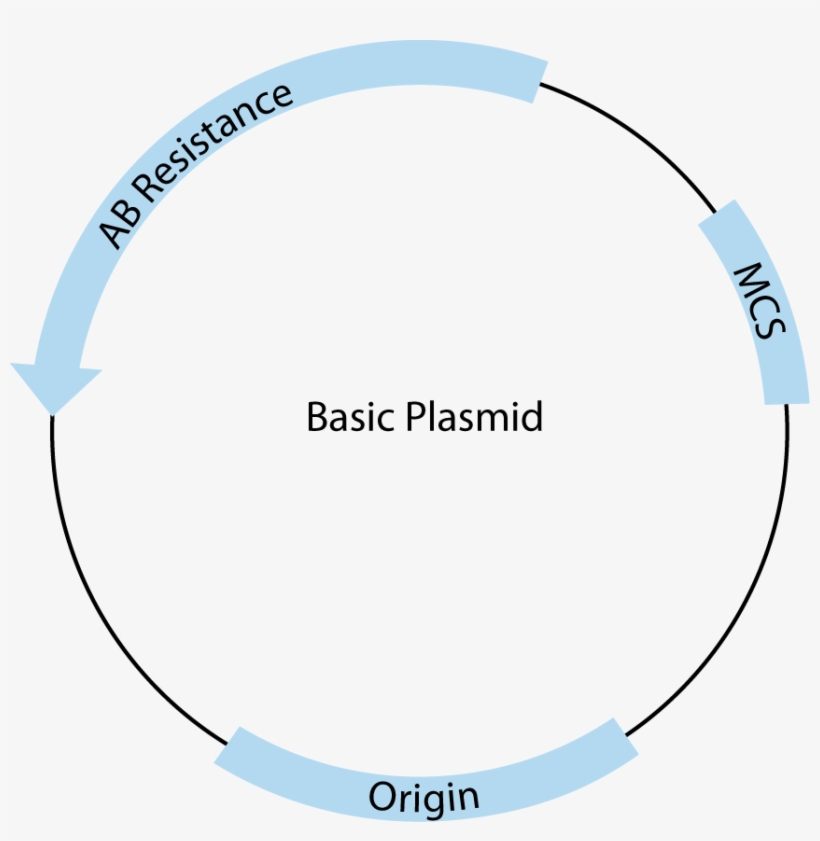 Enter Image Description Here - Circle, transparent png download