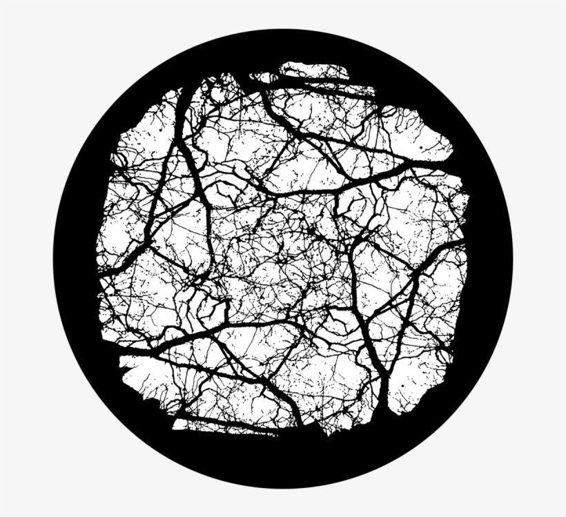 Empty Branches Canopy - Empty Branches Canopy - Apollo Glass Gobo #sr-1058, transparent png download