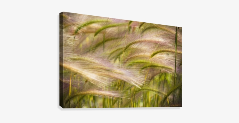 Prairie Grass Blowing In The Wind - Prairie Grass Blowing In The Wind; Mayo, Yukon Poster, transparent png download